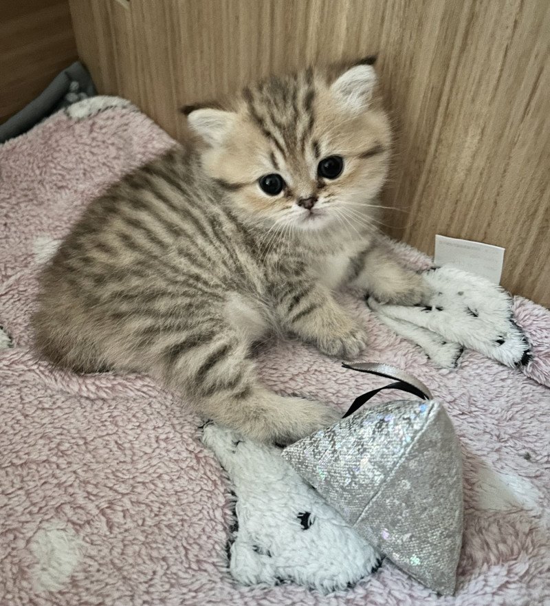 Annabelle Femelle British Longhair