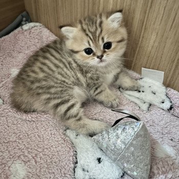 chaton British Longhair black golden mackerel tabby Automne Chatterie du Fluffy British