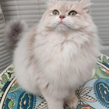 chat British Longhair Blue Chatterie