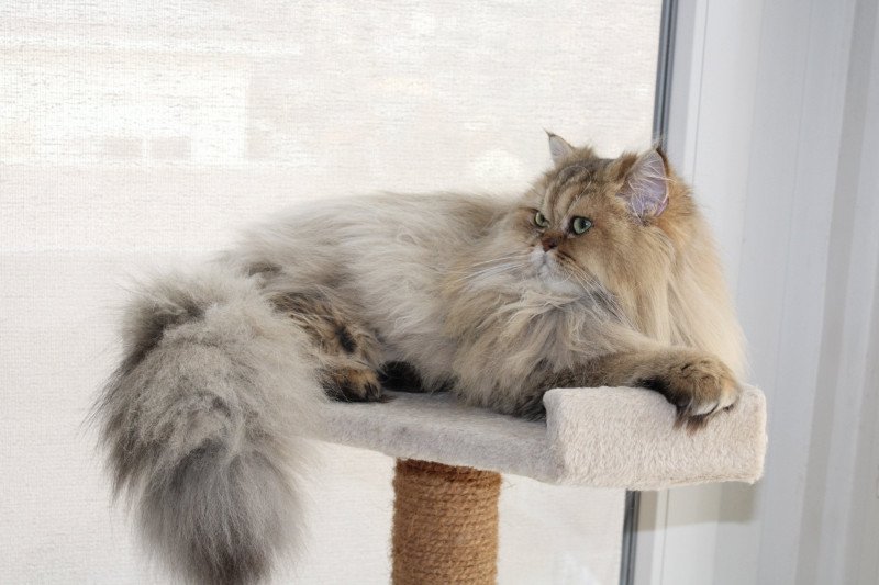 Romane Femelle British Longhair