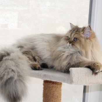 chat British Longhair Romane Chatterie