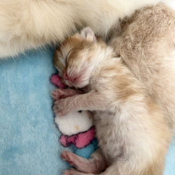 chaton British Longhair black golden shaded Uno Chatterie