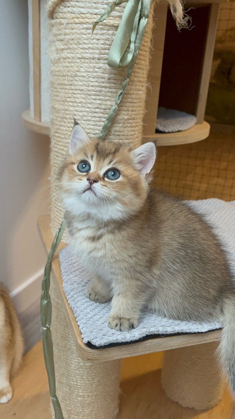 Wonka Mâle British Shorthair