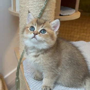 chaton British Shorthair black golden shaded Wonka Chatterie du Fluffy British