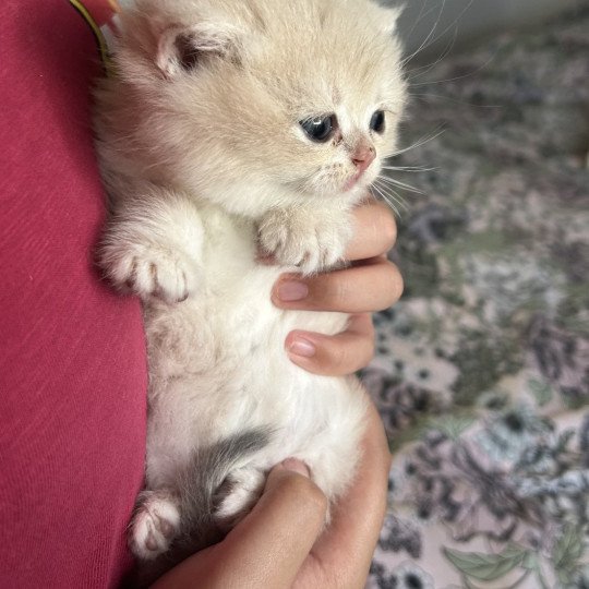 Vanille Femelle British Shorthair