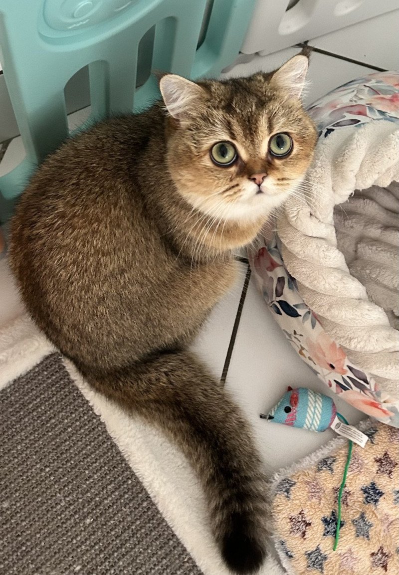 Wendy Femelle British Shorthair