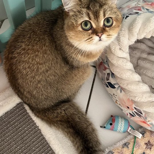 Wendy Femelle British Shorthair