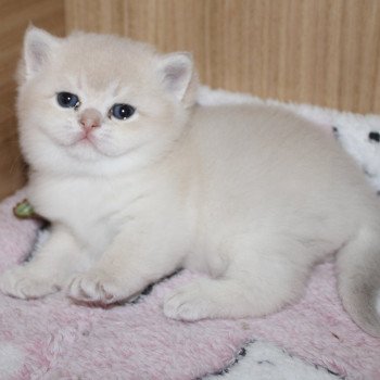 chaton British Shorthair blue golden shell Willy Chatterie du Fluffy British