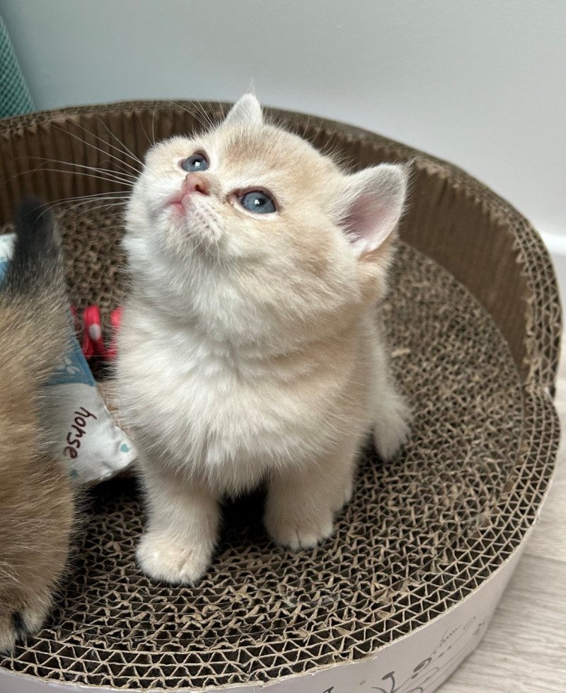 Willy Mâle British Shorthair