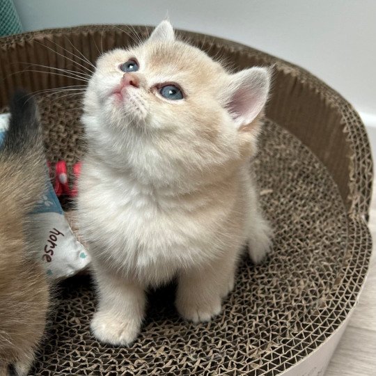 Willy Mâle British Shorthair