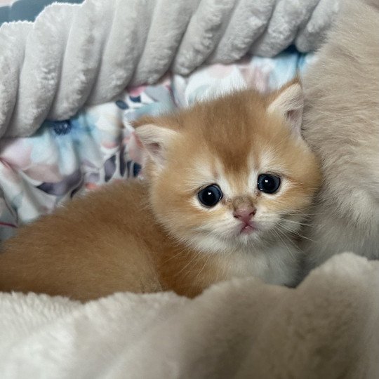 Yumi Femelle British Shorthair